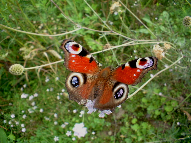 Aglais io